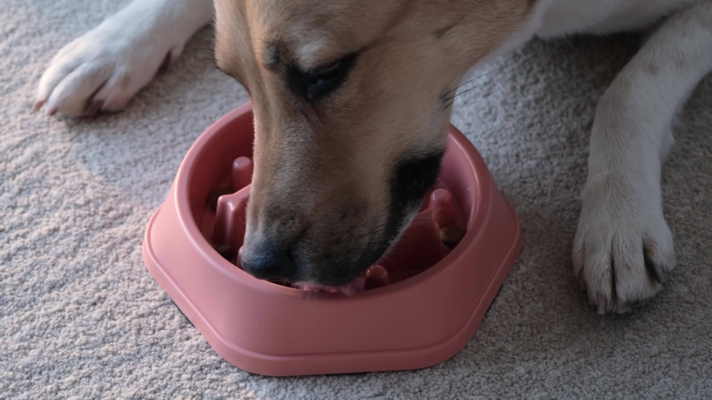 Maze Dog Bowls