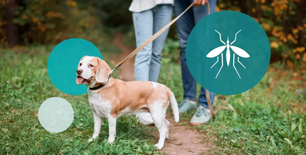 Best Bug Spray for Dogs