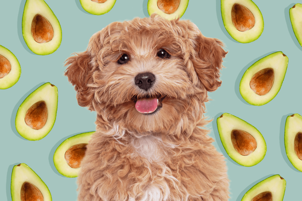 Can Dogs Have Avocado Oil?