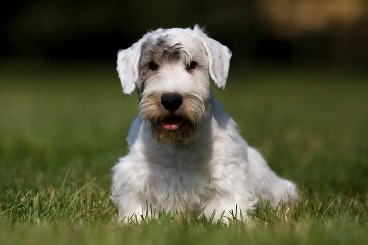 Sealydale Terrier