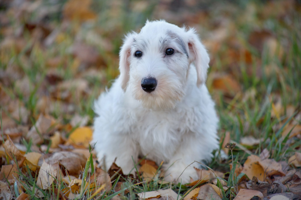 Sealydale Terrier