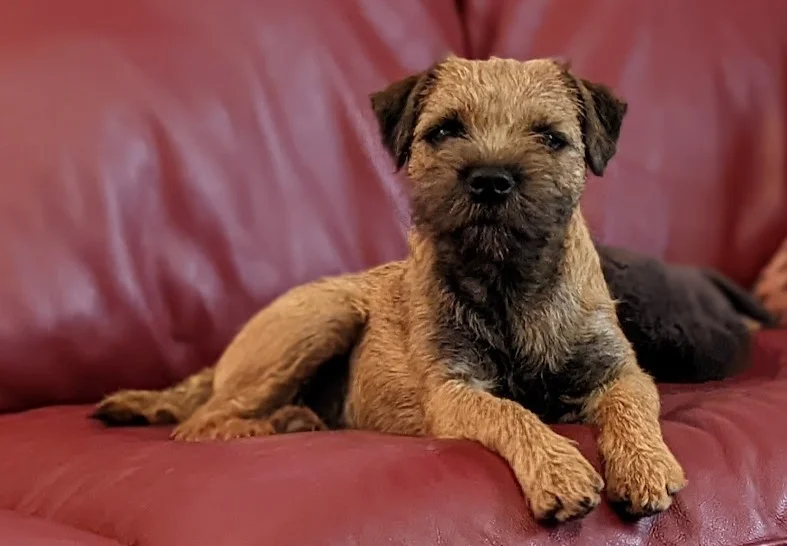 Border Terriers