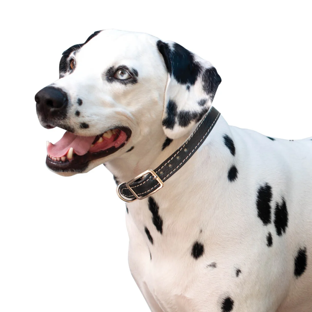 Rolled Leather Dog Collar