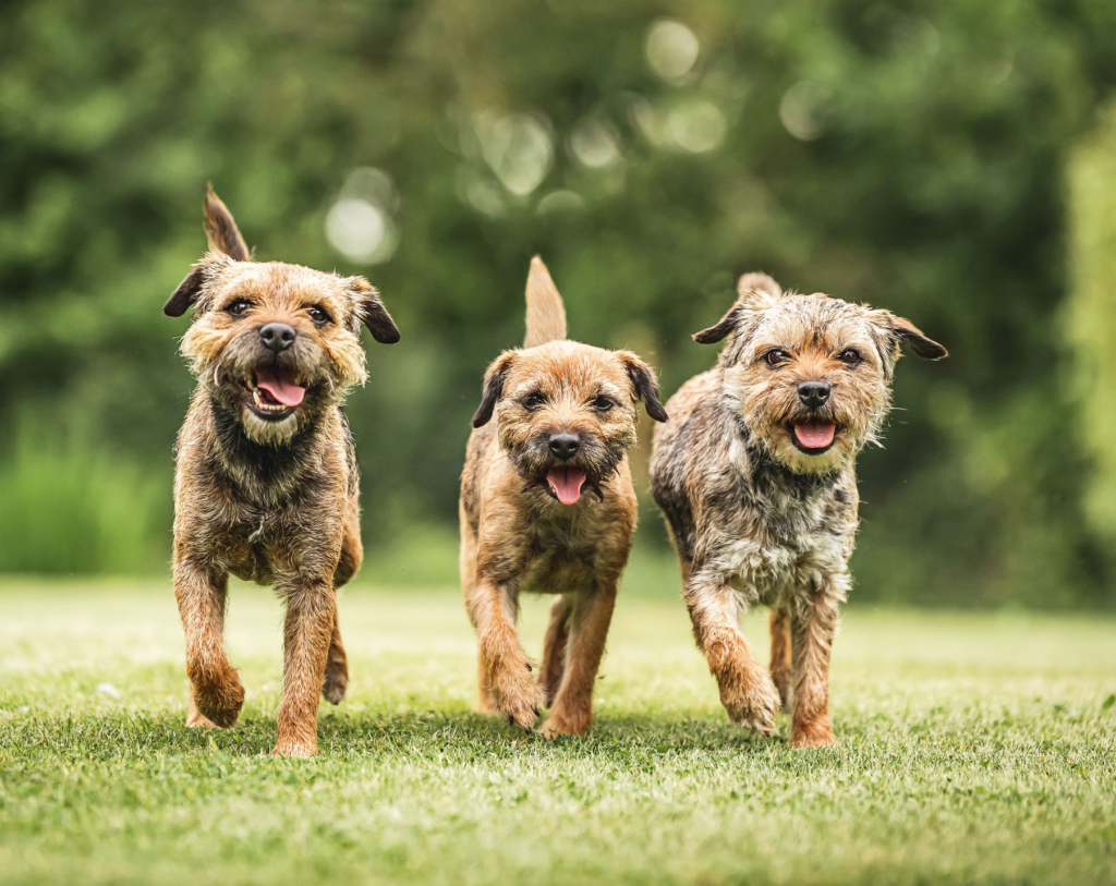 Border Terriers