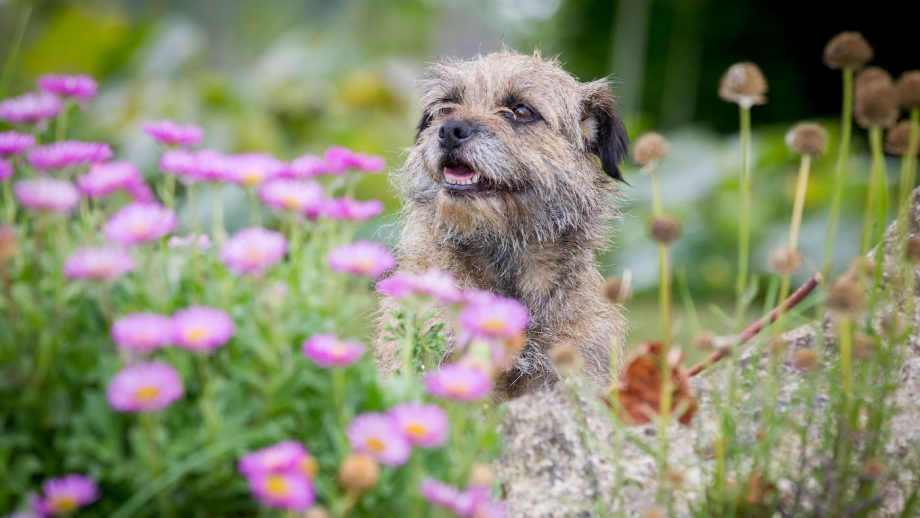 Border Terriers