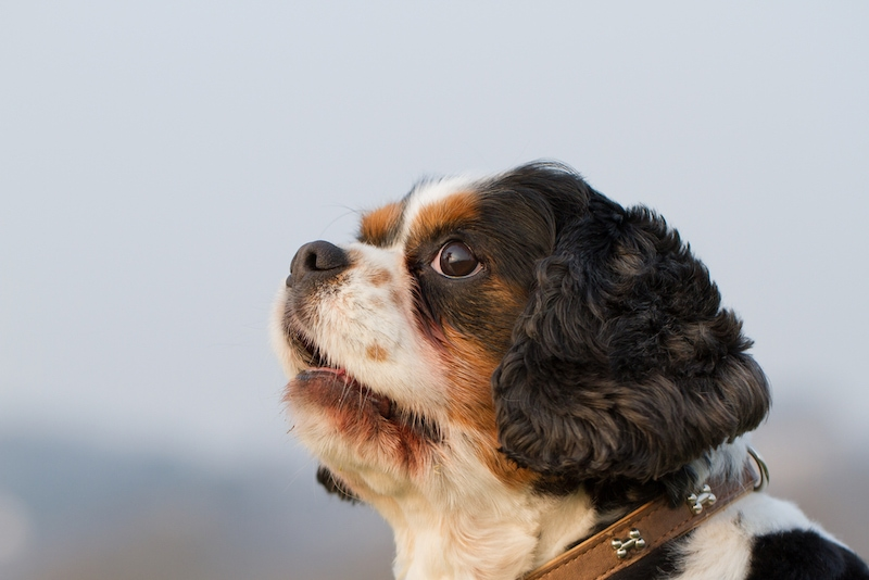 Cavalier King Charles Mix