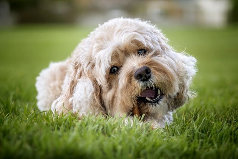 Cavalier King Charles Mix