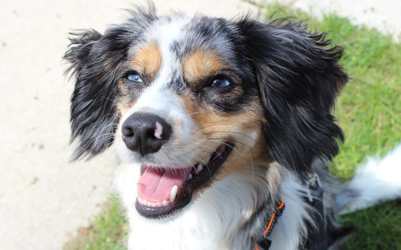 Cavalier King Charles Mix