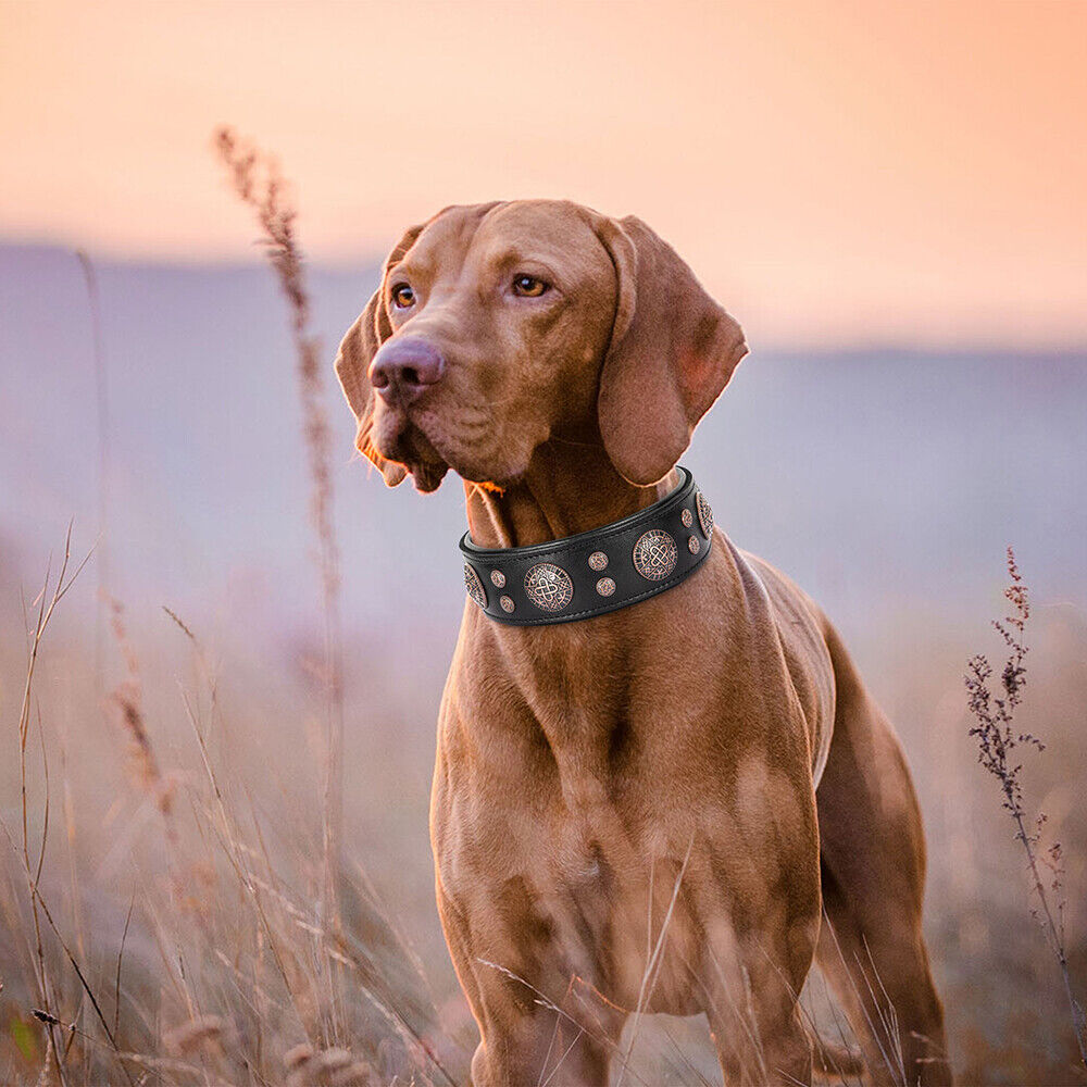 Rolled Leather Dog Collar