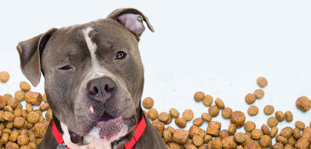 Best Puppy Food for Pitbulls