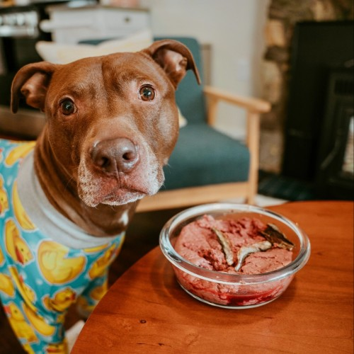 Best Puppy Food for Pitbulls