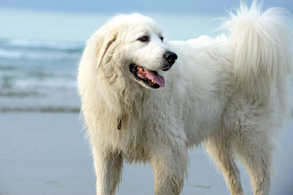 Great Pyrenees