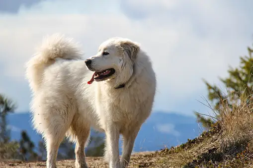 Great Pyrenees