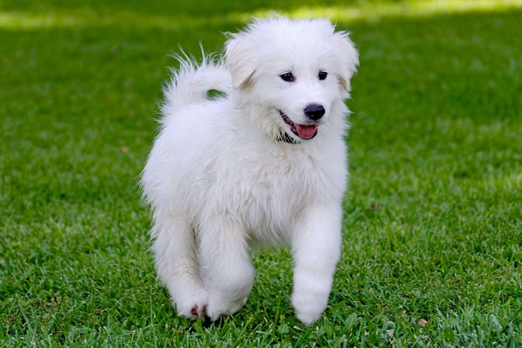 Great Pyrenees