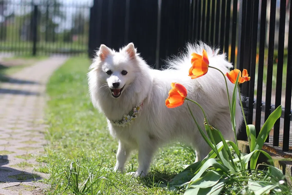 Japanese Spitz Breeder