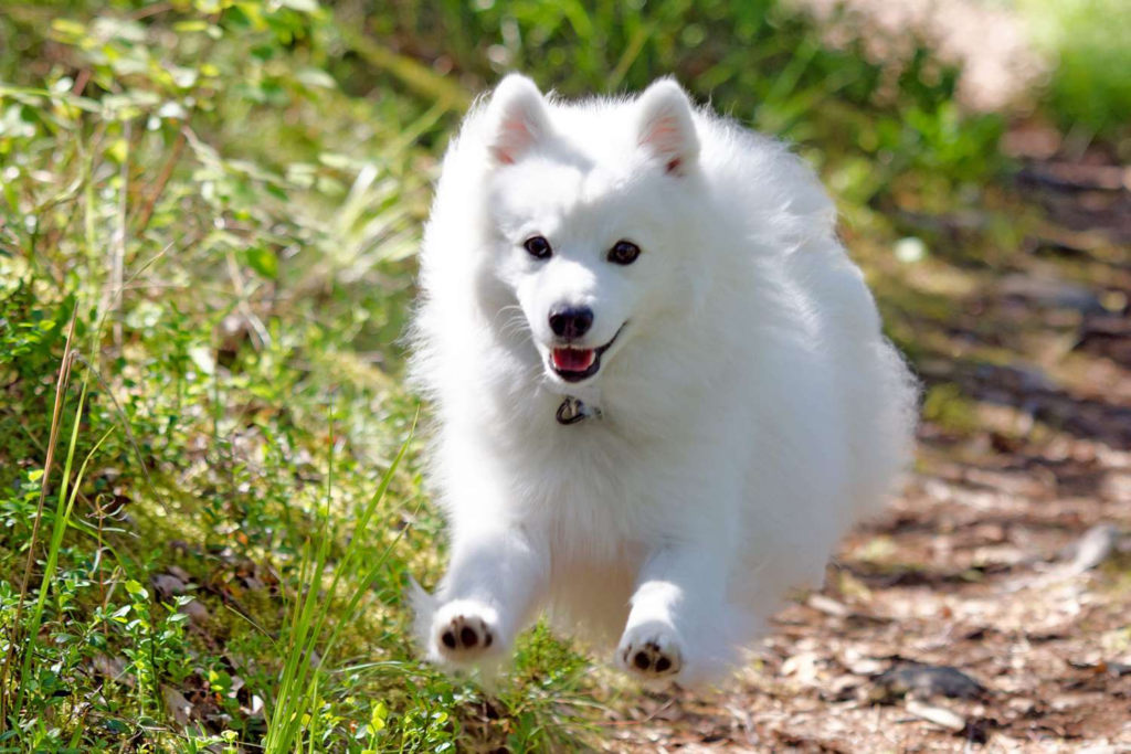 Japanese Spitz Breeder