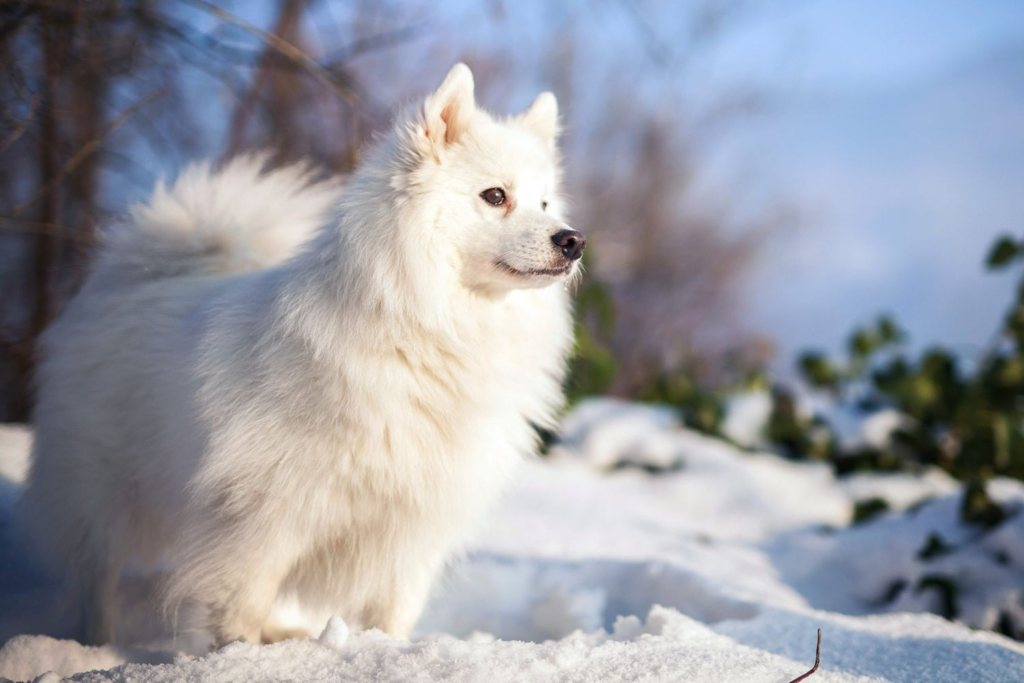 Japanese Spitz Breeder