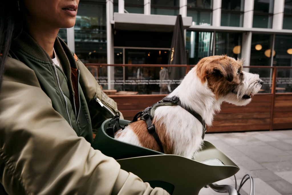 Best Dog Bike Carrier