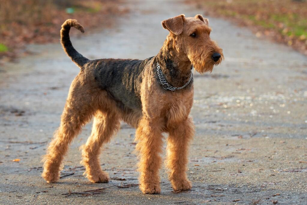 Best Dog For Family And Guard