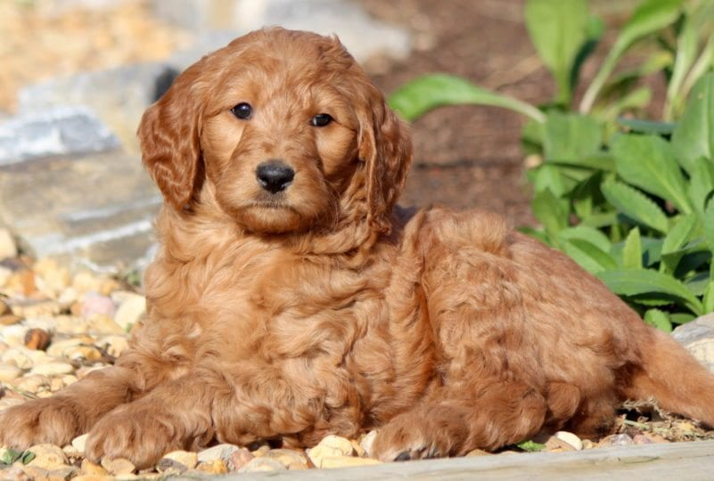 Goldendoodle and Golden Retriever Mix