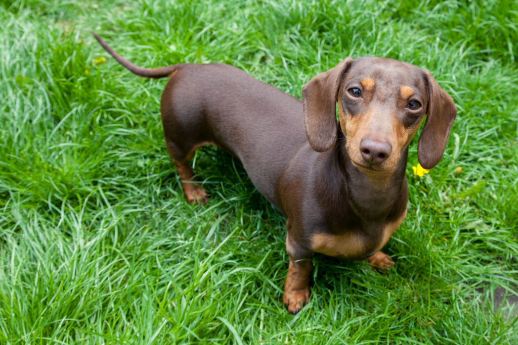 Why Dachshunds Are the Worst Breed?