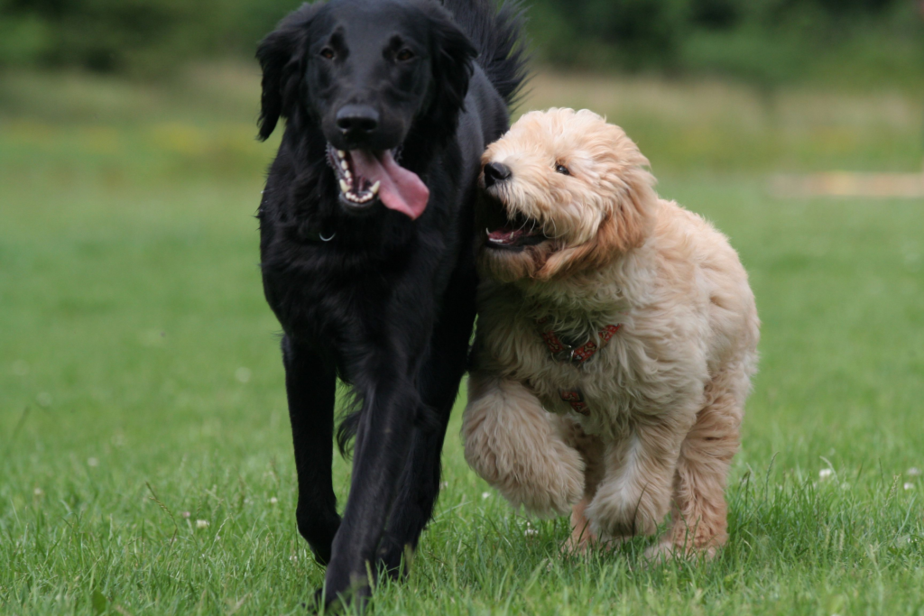 Goldendoodle and Golden Retriever Mix