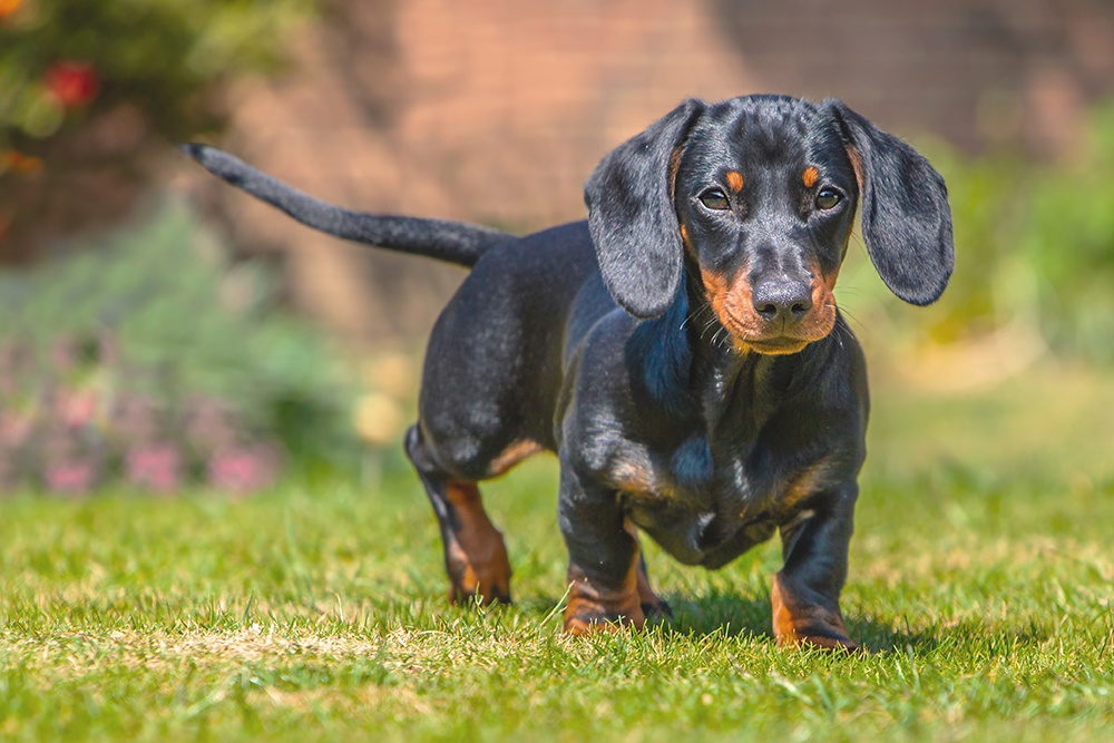 Why Dachshunds Are the Worst Breed?