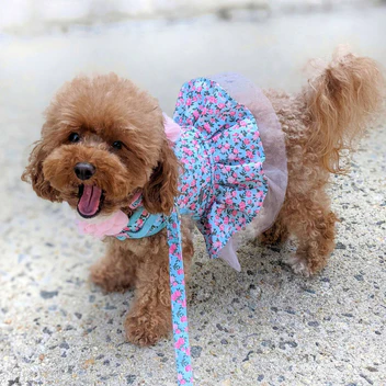 Cute Collars For Dogs