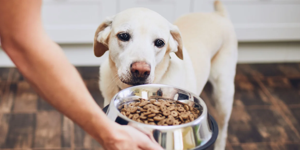 Best Dog Food For Allergic Dogs