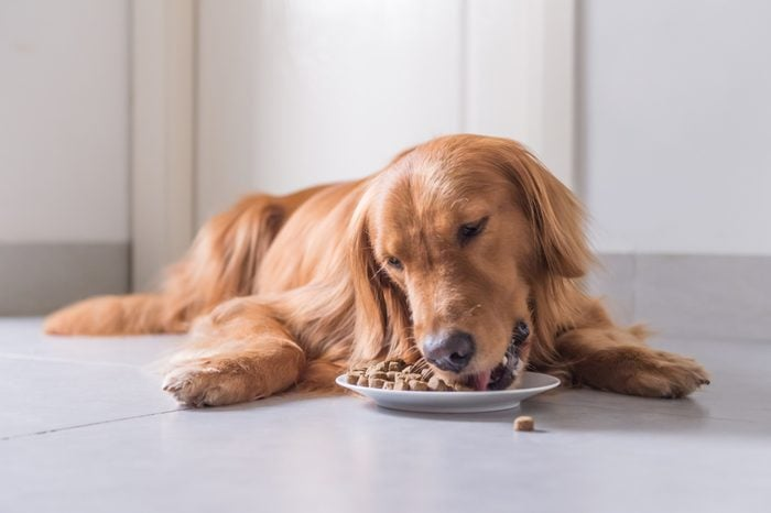 Best Dog Food For Allergic Dogs