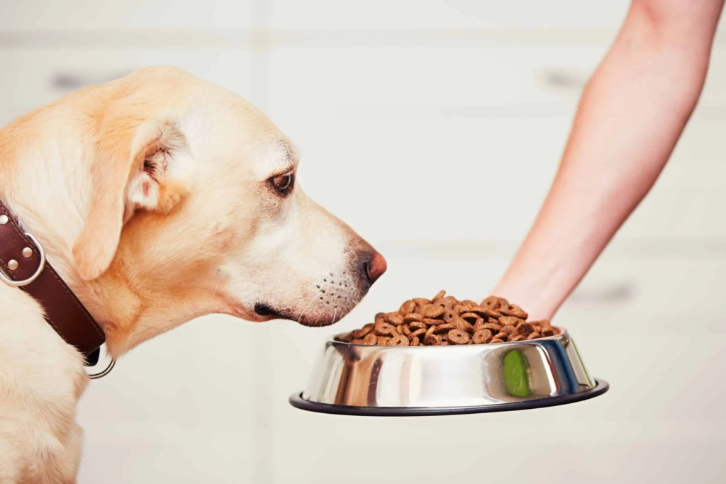 Best Dog Food For Allergic Dogs