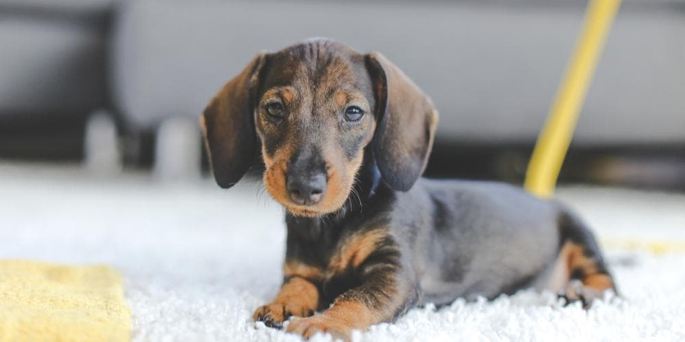 Why Dachshunds Are the Worst Breed?