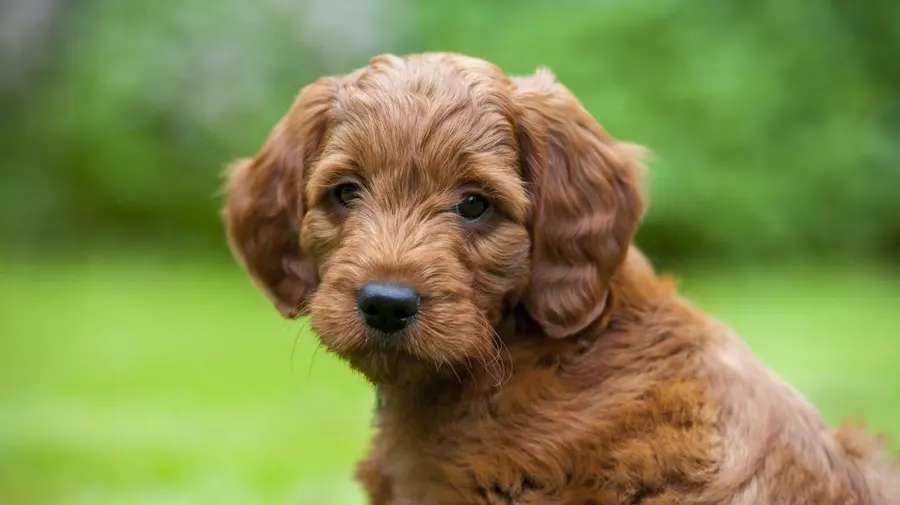 Goldendoodle Adults