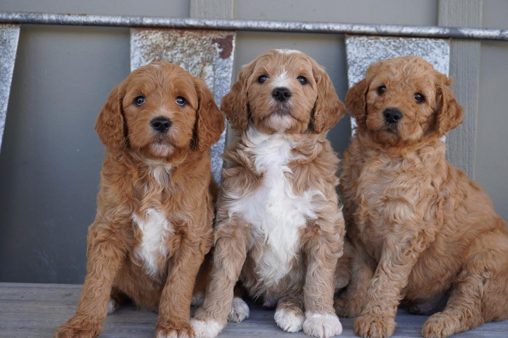 Goldendoodle Adults