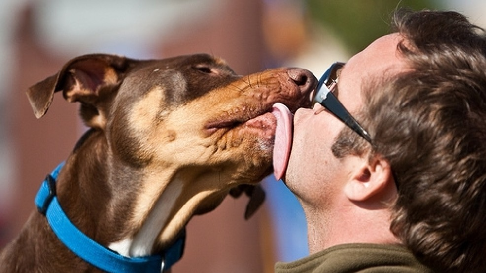 Do Dogs Have Clean Mouths?