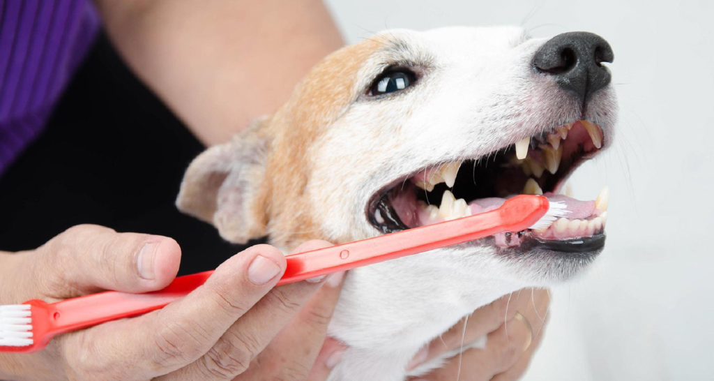 Do Dogs Have Clean Mouths?