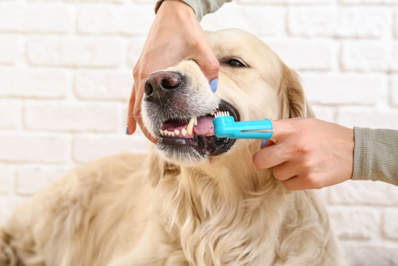 Do Dogs Have Clean Mouths?