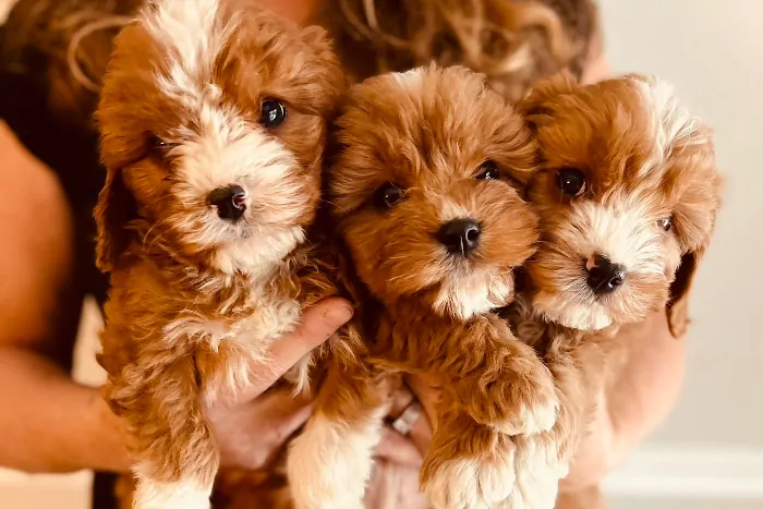 Cavapoo Puppies Florida