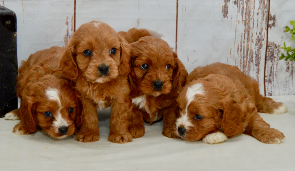 Cavapoo Puppies Florida