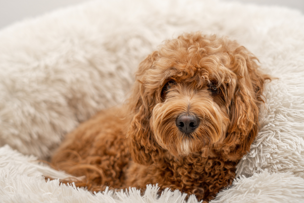 Cavapoo Puppies Florida