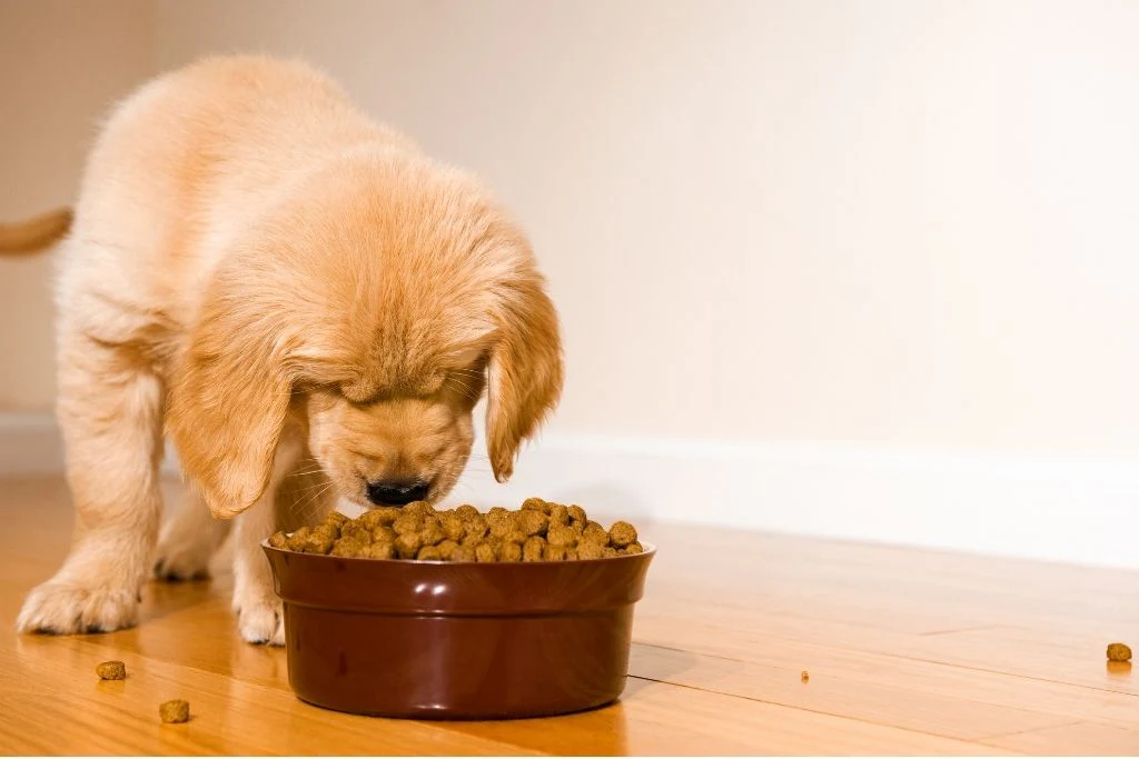 Best Dog Food For Dogs With Skin Allergies