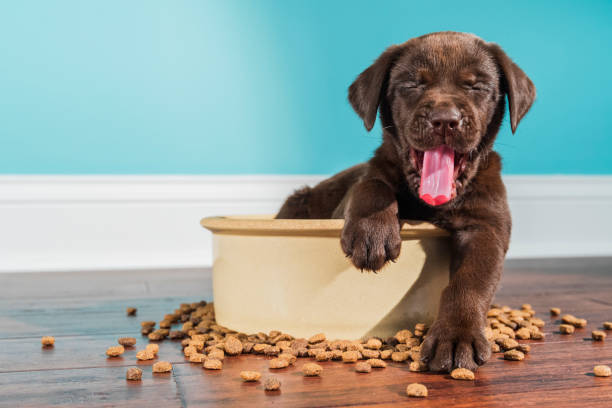 Best Dog Food For Dogs With Skin Allergies