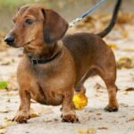 Dachshund Habitat