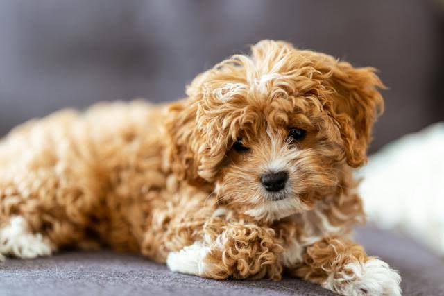 Cavapoo Hypoallergenic