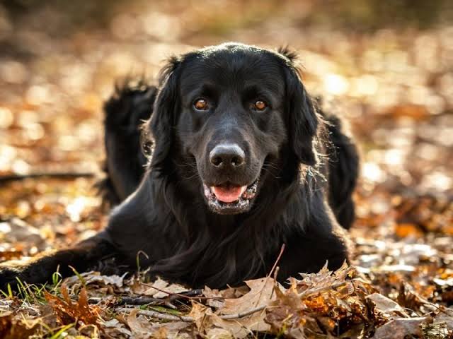 Black Golden Dog