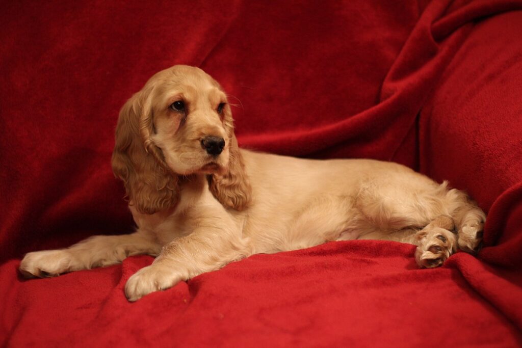 Cocker Spaniel Habitat