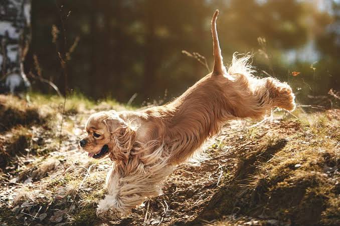 Cocker Spaniel Habitat