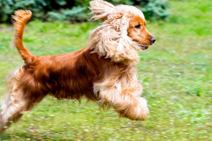 Cocker Spaniel Habitat