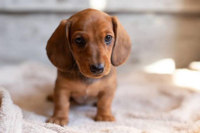 Dachshund Habitat