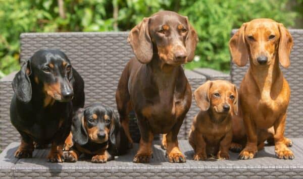 Dachshund Habitat